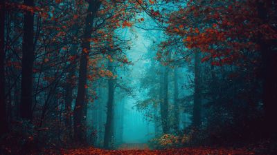 Foggy night, Autumn Forest, Beauty, Mystical, Red leaves, Tranquility, Peace, Serene, Foggy forest, 5K