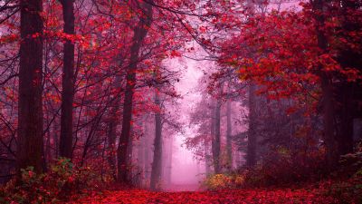 Enchanting, Autumn Forest, Path, Mystical, Foggy forest, Red leaves, Tranquility, Peace, Beauty, Serene, 5K, 8K