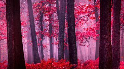 Serene, Autumn Forest, Mystical, Foggy forest, Red leaves, Tranquility, Peace, Beauty, Enchanting, 5K