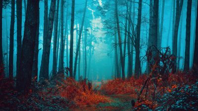 Mystical, Foggy forest, Path, Red leaves, Autumn, Tranquility, Peace, Beauty, Serene, Enchanting, 5K, 8K