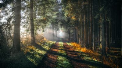 Forest, Walkway, Sunlight, Sunbeam, Morning fog, Sun rays, 5K