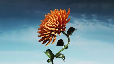 Orange flower, Bloom, Digital flower, 5k, Blue Sky