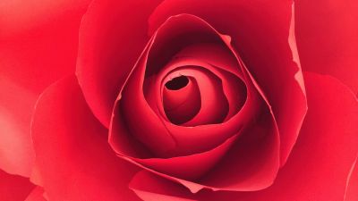 Rose flower, Closeup Photography, Red Rose, Macro