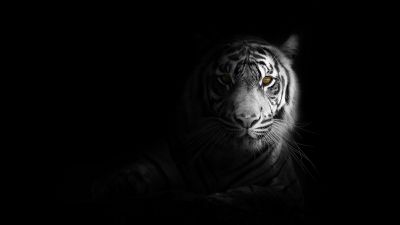 White tiger, Dark aesthetic, Bengal Tiger, Black background, 5K