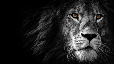 Lion, AMOLED, Wild, African, Predator, Black background