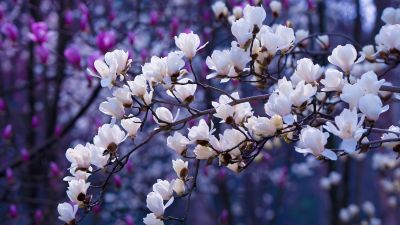 Sakura, Aesthetic, Magnolia flowers