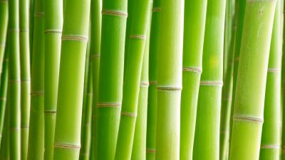 Bamboo, Trees, Green background