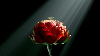 Red flower, Digital Art, Digital flower, Radiance, Dark background, Light beam, 5K, 8K, Surreal, Dark aesthetic