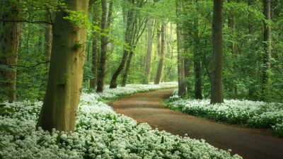 Forest path, White flowers, Spring, Ramsons flowers, Wild garlic, Green Trees