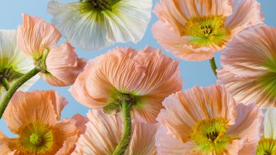 Poppy flowers, 5K, Orange flowers, Blue background