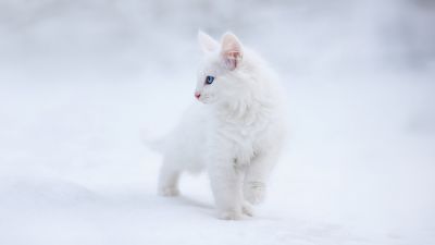 Kitten, White aesthetic, Blue eyes, Snow, 5K