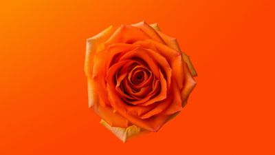 Orange Rose, 8K, Orange aesthetic, 5K, Orange flower, Orange background