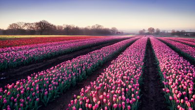 Tulips field, Morning breeze, Tulip garden, 5K, Colorful flowers