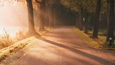 Autumn, Sunlight, Sun rays, Foggy, Morning, Road, Sunrise, Trees