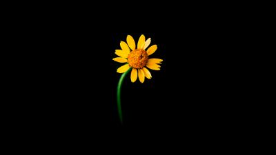 Sunflower, Lonely, Black background, 5K