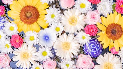 Colorful, Flower bouquet, Sunflower, Daisy flowers