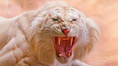 Roaring, White tiger, Blue eyes, Predator, Wild