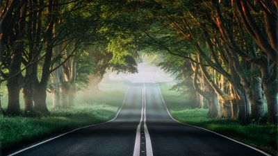 Forest, Road, Mist, Avenue Trees, Plants, Green, Spring, Foggy