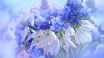 Blue flowers, Hyacinth, White, Blossom