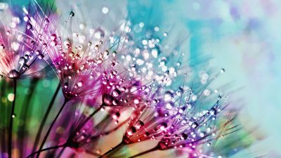 Dandelion flowers, Multicolor, Colorful, Water drops, Aesthetic, 5K