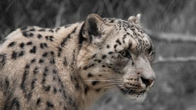 Snow leopard, White, Wildlife, Mammal, Zoo, Big cat