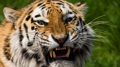 Tiger face, Closeup, Big cat, Wildlife, Predator