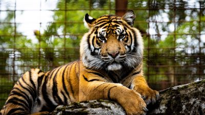 Tiger, Big cat, Wildlife, Closeup, Green, Predator, 5K