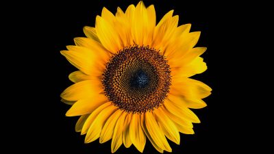 Sunflower, AMOLED, Black background, Yellow flower, 5K