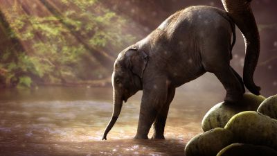 Elephant cub, Rocks, River, Sun rays, Waterhole, Daytime, Mammal, 5K, 8K