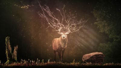 Hirsch, Deer, Forest, Sun rays, Dark background, Wildlife, Rock, 5K, 8K, Brown aesthetic