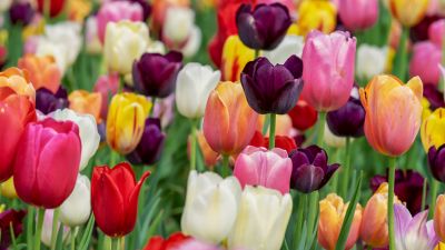 Tulip flowers, Multicolor, Colorful, Tulips field, Purple, Pink, Beautiful, Flower garden, 5K