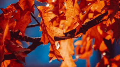 Autumn leaves, Orange Leaf, Sunlight, Closeup, 5K