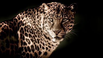 Leopard, Wildcat, Wildlife, Black background, Closeup