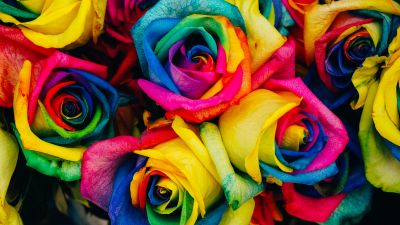 Multicolor Roses, Colorful, Floral, Rose flower, Closeup, Blossom, Rainbow colors, 5K