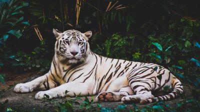 White tiger, Forest, Green leaves, Dark background, Big cat, Predator, Wildlife, Greenery, 5K