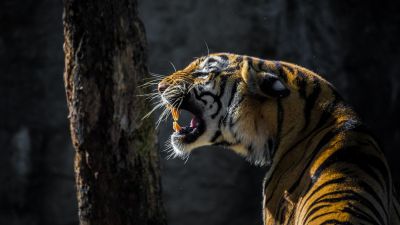 Roaring, Tiger, Big cat, Wildlife, Tree, Forest, Daylight, 5K