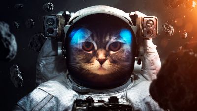 Space suit, Cat, Asteroids, Astronaut, Stars