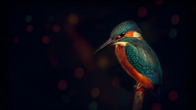 Kingfisher, Bird, Wildlife, Dark background, Closeup, Blue Bird, Tree Branch