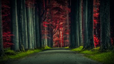 Forest Road, Trees, Woods, Sunset, Autumn Forest, Dawn, Pathway, Scenic, 5K