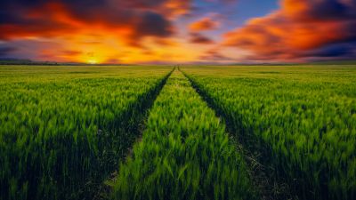 Grass field, Green Grass, Farm Land, Sunset Orange, Landscape, Clouds