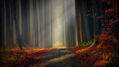 Forest path, Autumn leaves, Dirt road, Pathway, Trees, Woods, Fallen Leaves, Sunlight, 5K