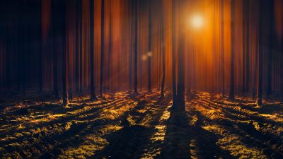 Sun rays, Woods, Tall Trees, Shadow, Dark Forest, Sunbeam, Orange, 5K