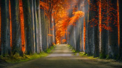 Forest path, Trunks, Trees, Woods, Autumn leaves, Road, Sun rays, 5K