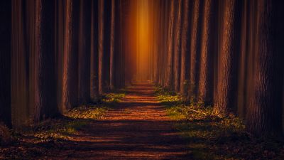 Pathway, Autumn Forest, Leaves, Trees, Woods, Road, Sunlight