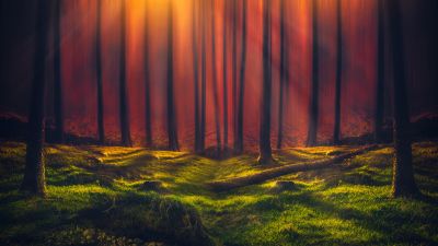 Sun rays, Forest, Grass, Woods, Tall Trees, Sunny, Orange, 5K