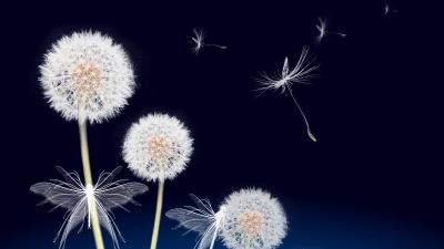 Dandelion flowers, Dandelion seeds, White Butterflies, Blue background, Plant, White flowers