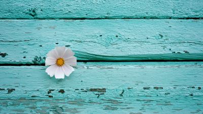 White flower, Wooden background, Teal, Turquoise, 5K, Pastel cyan, Pastel background