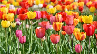 Tulip Field, Multicolor, Colorful, Red, Yellow, Flower garden, Tulip flowers, Green leaves, Blossom, Bloom, Spring, 5K, Tulip garden