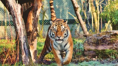 Siberian tiger, Walking, Zoo, Trees, Big cat, Carnivore, Predator, Wildlife, 5K