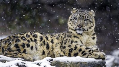 Snow leopard, Winter, Big cat, Wildlife, Predator, Carnivore, Zoo, 5K